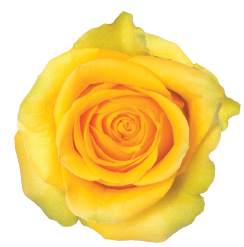 <h4>R Gr Brighton Yellow 40cm EC</h4>