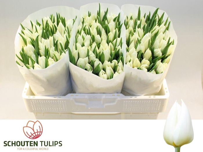 <h4>TU EN DELTA WHITE</h4>