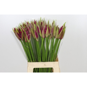 Nerine Mister Nick