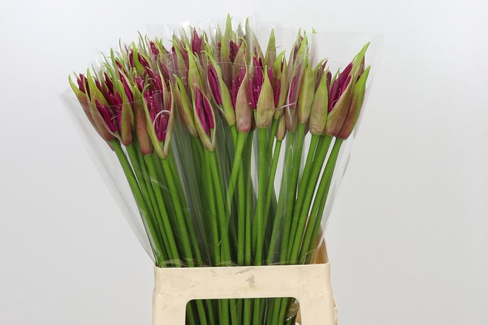 <h4>Nerine Mister Nick</h4>