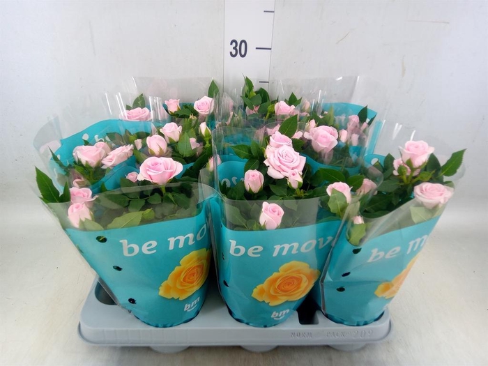 <h4>Rosa  'Baby Jewel'</h4>