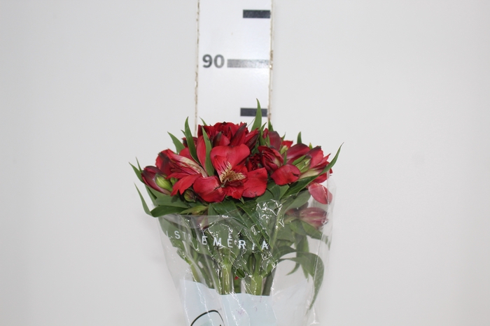 <h4>ALSTROEMERIA BAHIA 080 CM</h4>