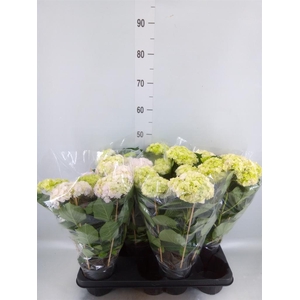 Hydrangea mac. 'Vuurwerk Rose'