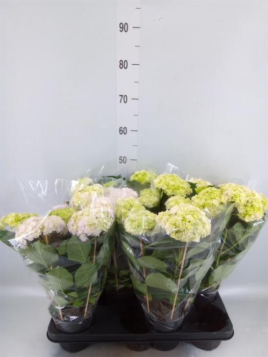 <h4>Hydrangea mac. 'Vuurwerk Rose'</h4>