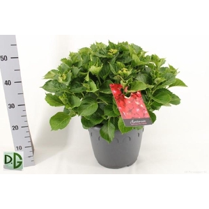 HYDR M HI FIRE RED P32 20+