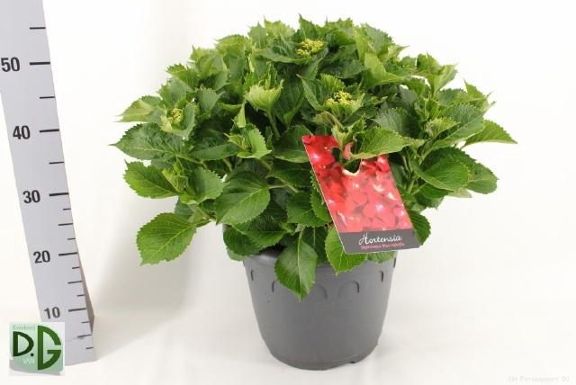 <h4>HYDR M HI FIRE RED P32 20+</h4>