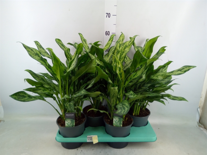 <h4>Aglaonema   ...</h4>