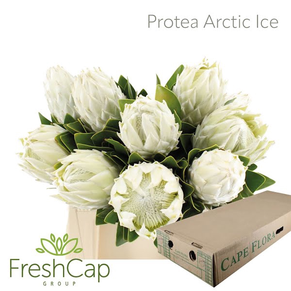 <h4>Protea Arctic Ice</h4>