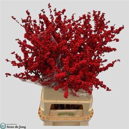 <h4>Ilex Ve Rode Bes</h4>