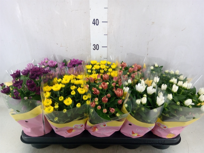 <h4>Chrysanthemum   ..mix 7</h4>
