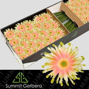 Gerbera Pasta Nabi Doos