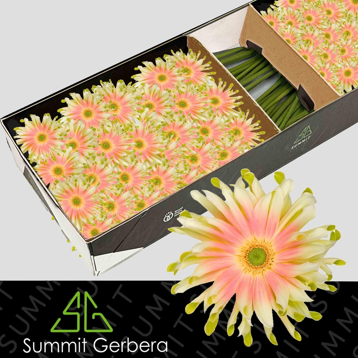 <h4>Gerbera Pasta Nabi Doos</h4>