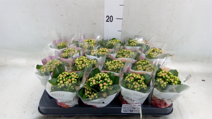 <h4>Kalanchoe blos. 'RosDon Alano'</h4>