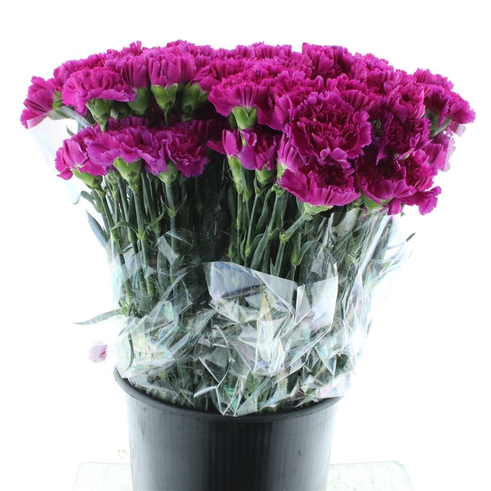 <h4>Di St Farida</h4>