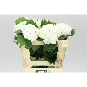 Hyd Lolly Pop White