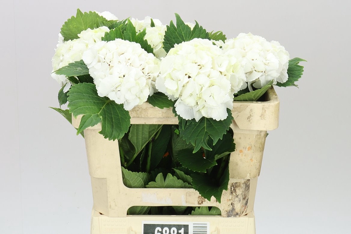 <h4>Hyd Lolly Pop White</h4>