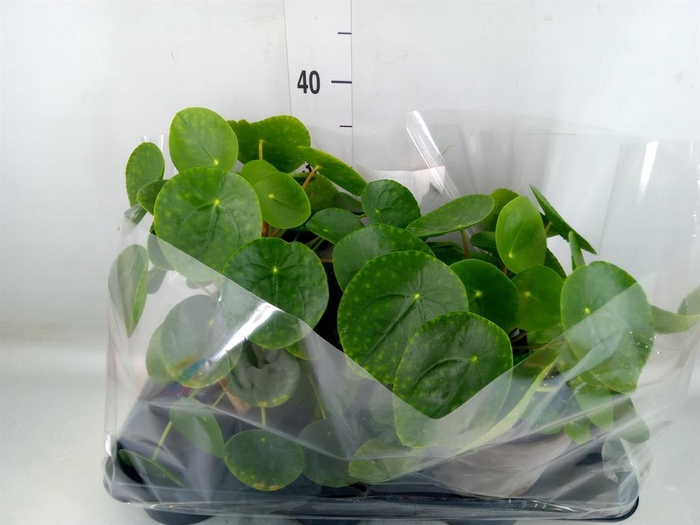 <h4>Pilea peperomioides</h4>