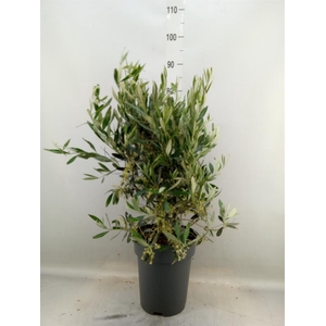 Olea europaea
