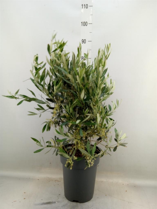 <h4>Olea europaea</h4>