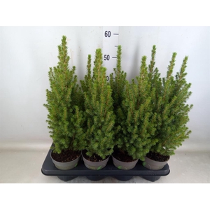 Picea glauca 'Perfecta'