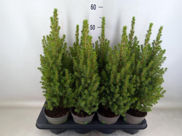 <h4>Picea glauca 'Perfecta'</h4>