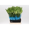 Ornithogalum Mount Fuji