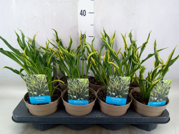 <h4>Hosta   ...</h4>