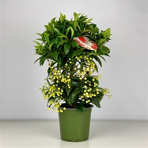 Ardisia crenata Bospremium White 2024