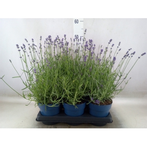 Lavandula angus. 'Felice'