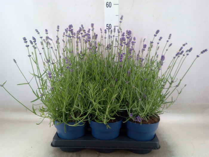 <h4>Lavandula angus. 'Felice'</h4>
