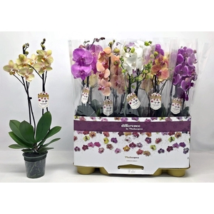 PHAL GEM