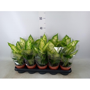 Dieffenbachia  'Compacta'