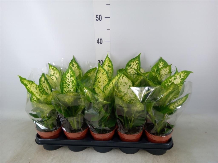 <h4>Dieffenbachia  'Compacta'</h4>