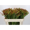Leucadendron Ayoba Cherry Pearl