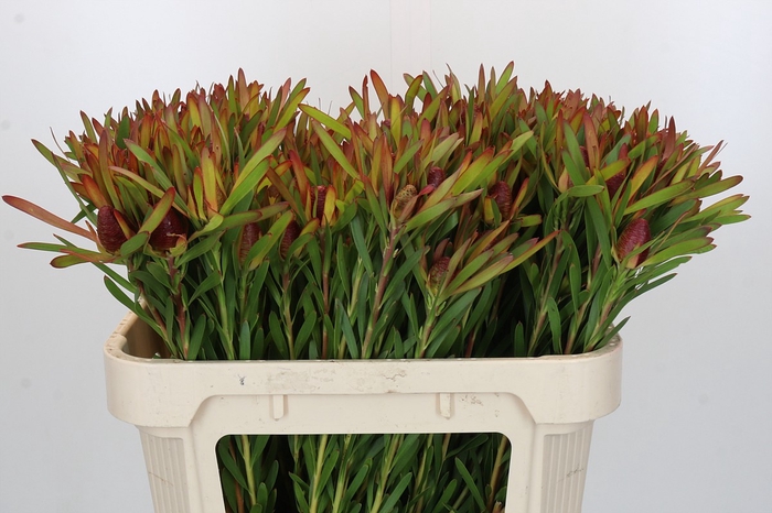 Leucadendron Ayoba Cherry Pearl