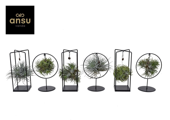 <h4>Tillandsia Cube/Ring mix (Medium) EURODOOS</h4>