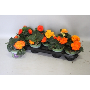 Begonia tub. Orange