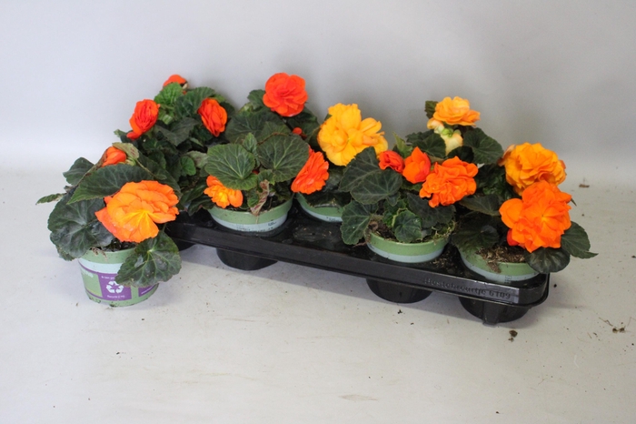 <h4>Begonia tub. Orange</h4>