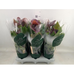 Anthurium andr. 'Essencia'