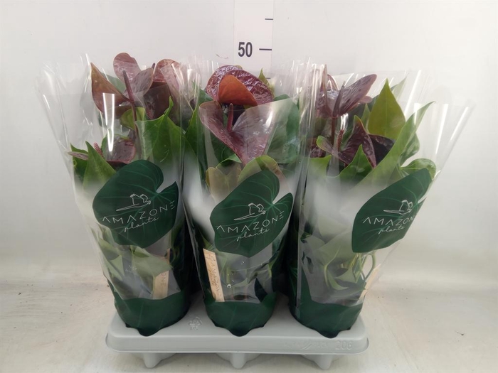 <h4>Anthurium andr. 'Essencia'</h4>