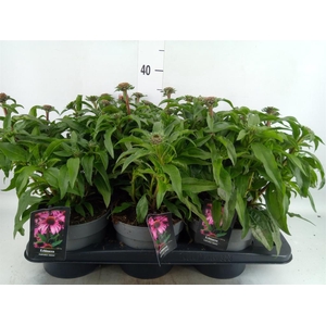 Echinacea   ...