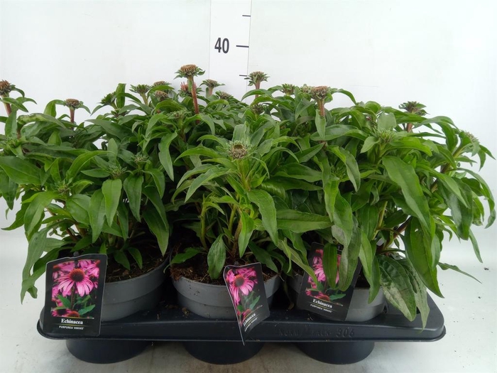 <h4>Echinacea   ...</h4>