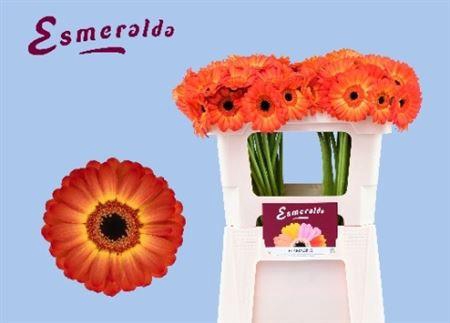 <h4>Ge Mi Flamazing</h4>