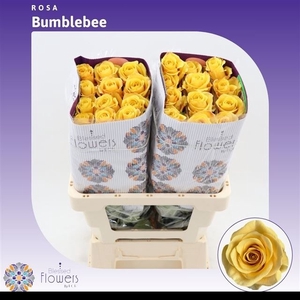 R GR BUMBLEBEE
