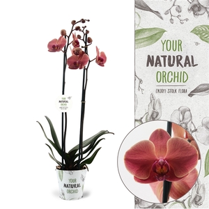 Your Natural Orchid | Narbonne | Phalaenopsis 2 spike