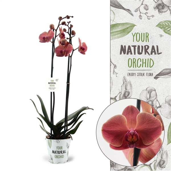 <h4>Your Natural Orchid | Narbonne | Phalaenopsis 2 spike</h4>