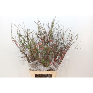 Chaenomeles x superba