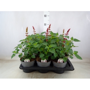 Salvia splendens