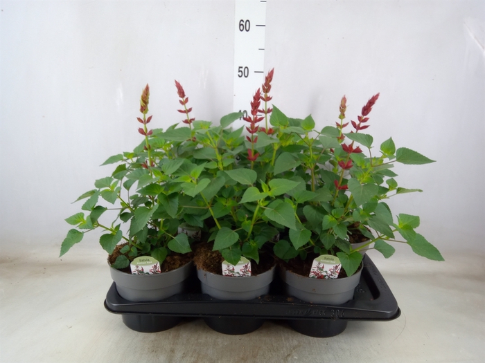 <h4>Salvia splendens</h4>