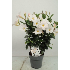 MANDE DI JADE WHITE